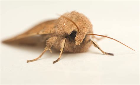 What Does A Moth Look Like That Eats Clothes at Thomas Lowery blog