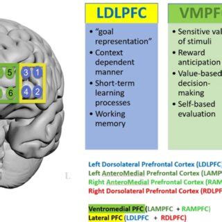 Image result for Prefrontal Cortex Functions