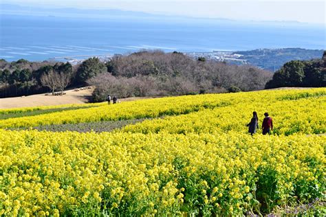 I Went To Japan’s Hidden ‘Onion Island’ To Taste Just How Good They Are ...