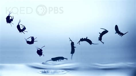 Image result for Spring Tails