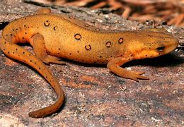 Image result for newt