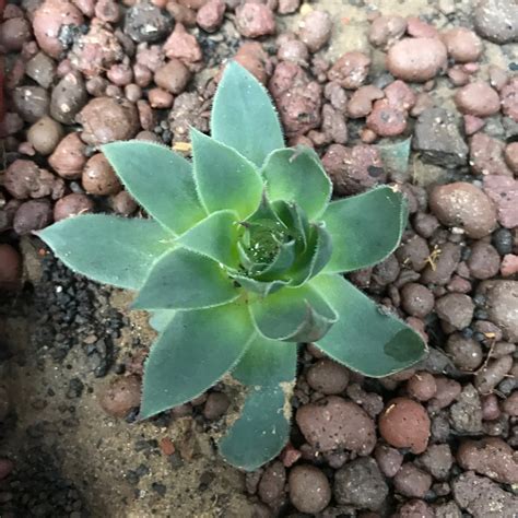 Sempervivum Tectorum Common Houseleek Succulent Plant