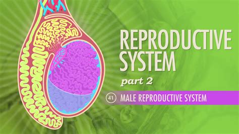 Crash Course Reproductive 的图像结果