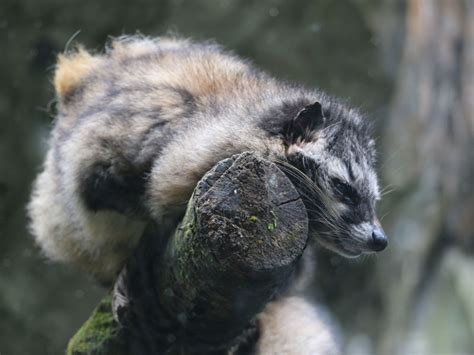 Padmaja Naidu Himalayan Zoological Park