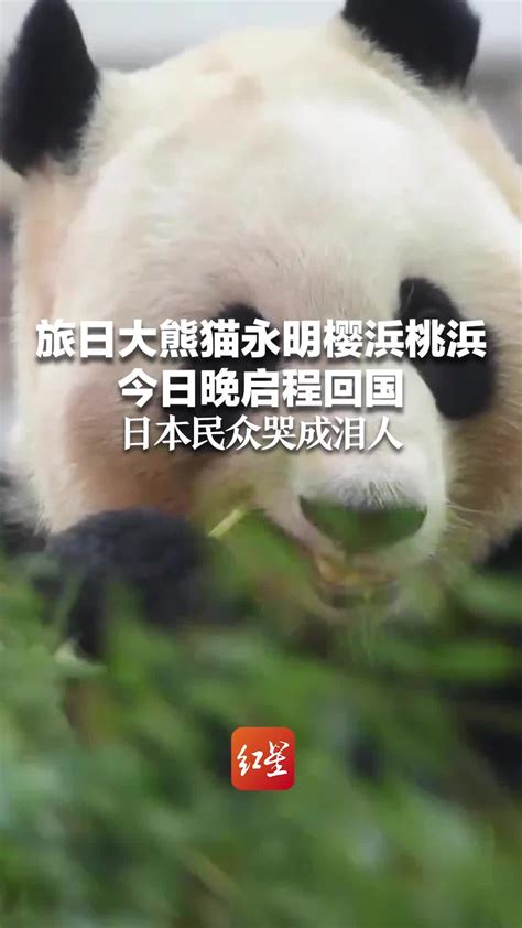 旅英大熊猫,旅外大熊猫,大熊猫(第7页)_大山谷图库