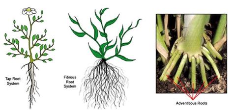Image result for The Three Types of Root