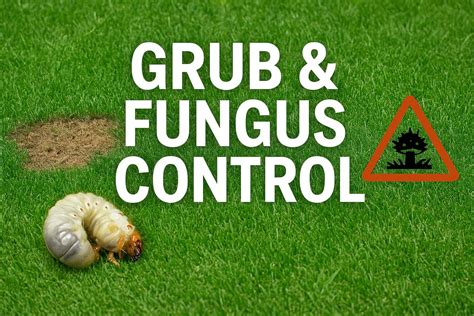 Protect Your Lawn This Summer with Grub & Fungus Control
