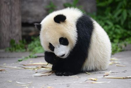 我国人工圈养大熊猫种群数量达422只(图)-搜狐财经