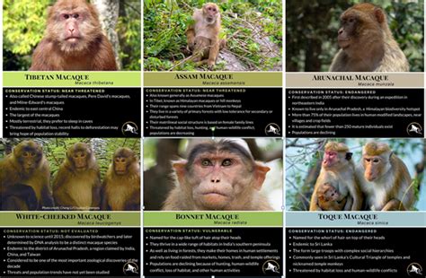 A new macaque species discovered in Arunachal Pradesh - GS SCORE