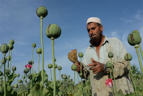 Opium Drug Plant