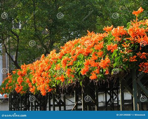 Closeup of a Flame Vine or Orange Trumpet Vine Plant Flowers Growing on ...