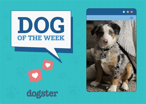 Can Dogs Eat Eggplant? Vet-Reviewed Facts & FAQ – Dogster