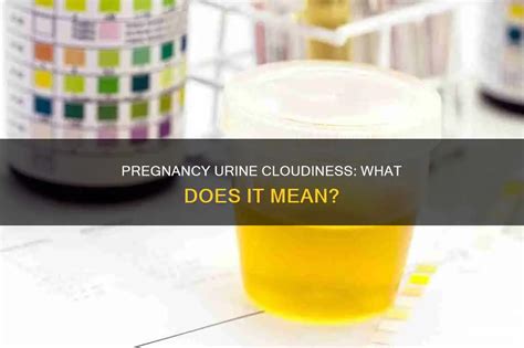 Pregnancy Urine Cloudiness: What Does It Mean? | MedShun