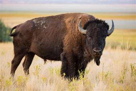 Bison | Size, Population, Diet, & Facts | Britannica