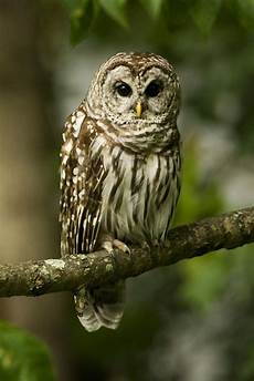 Iphone Owl Wallpaper Hd by Owl Wallpaper Iphone 2020 3d Iphone Wallpaper Iphone Owl Wallpaper Hd