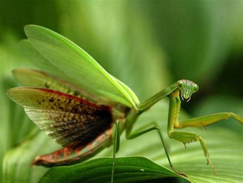 螳螂吃什么？对于吃荤它们不挑食 - 养宠网