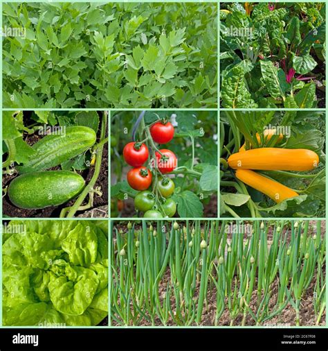 Different types of vegetables in the garden in a collage Stock Photo - Alamy
