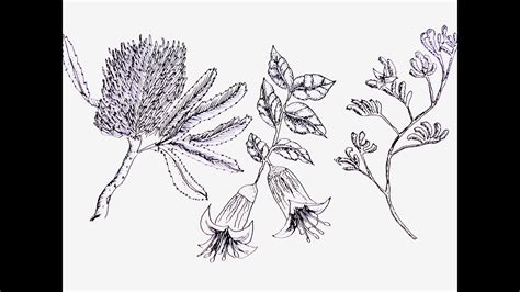 Uncover the Beauty: Simple Australian Native Flower Drawings for Beginners