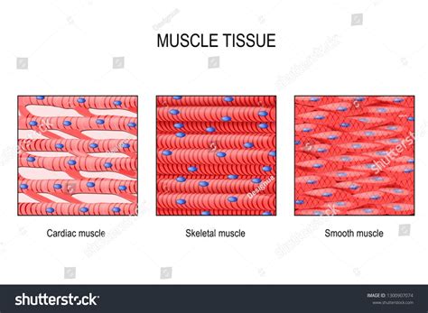 muscle tissue. Skeletal muscle, smooth (in a gastrointestinal tract ...