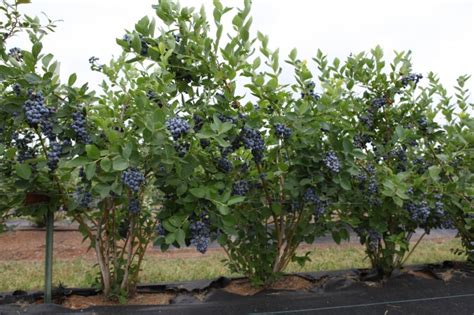 适合南方种的蓝莓品种有哪些？ - 惠农网