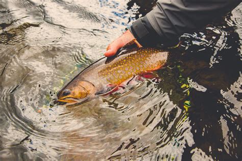 Image result for Using a Fish