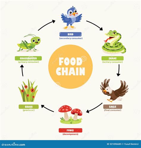 Infographics of the Food Chain Stock Illustration - Illustration of ...