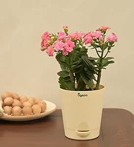 UGAOO Kalanchoe Pink Natural Live Indoor Plant with Pot - Small ...