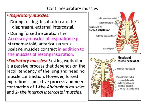 List Of Accessory Muscles Of Respiration at Irene Troyer blog