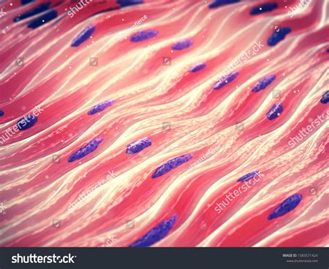 Muscle Tissue Under Microscope