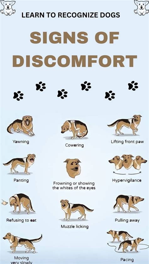 Dog behavior read a dog s body language – Artofit