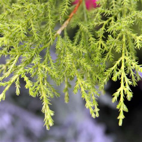 Lemon Cypress Plant Care