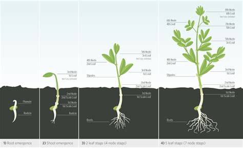 Lentil Growth Staging Guide | Saskatchewan Pulse Growers