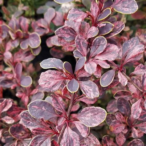Barberry ‘Rose Glow’ - Berberis thunbergii | The Greenhouse