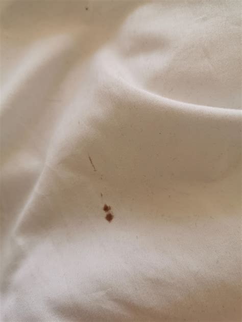 Do these look like bed bug stains? : r/Bedbugs