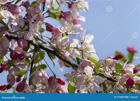 Beautiful Trees with Flowers of Red and Pink Shades Stock Photo - Image ...