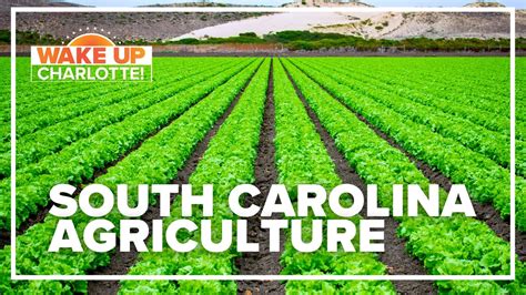 South Carolina Agriculture 的图像结果