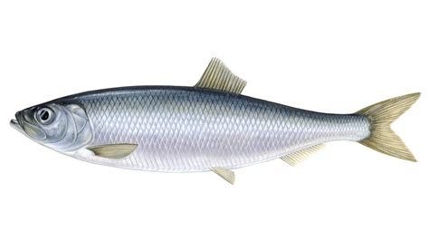 What is herring | Sustainable fish | Marine Stewardship Council
