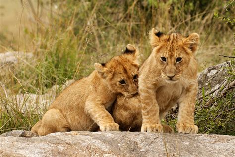 How Long do Lions Live? Discover the Lion Lifespan (with Photos) - WildlifeTrip