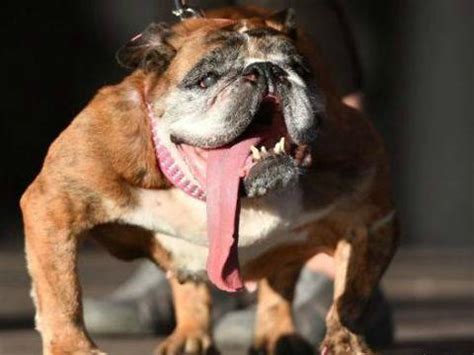 世界上10种最凶猛的狗 第一名甩藏獒几条大街！