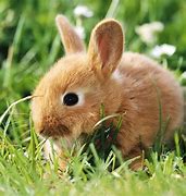 Image result for Cute Baby Bunny Eating