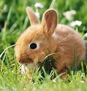 Image result for Long Haired Baby Bunny
