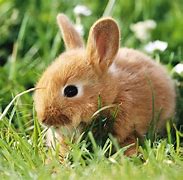 Image result for Super Cute Baby Bunny Togever