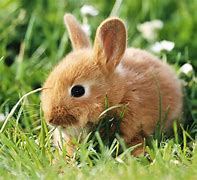 Image result for Cute Baby Bunny Black and White
