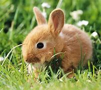 Image result for A White Baby Bunny