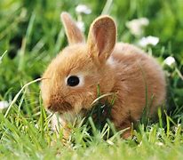 Image result for Oneo Baby Bunny