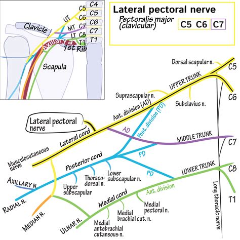 Gross Anatomy Glossary: Lateral pectoral nerve | ditki medical & biological sciences