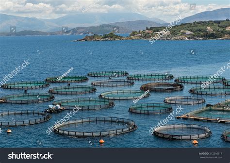 Farm Raised Fish: Over 2,067 Royalty-Free Licensable Stock Photos ...