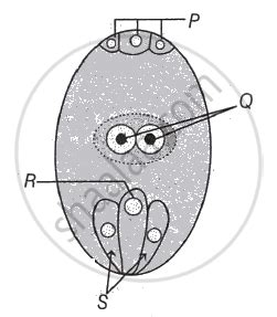 Identity the part of embryo sac which takes part in formation of ...