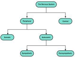 Behaviour and Biology - Psychology and Sociology for MCAT PDF Download