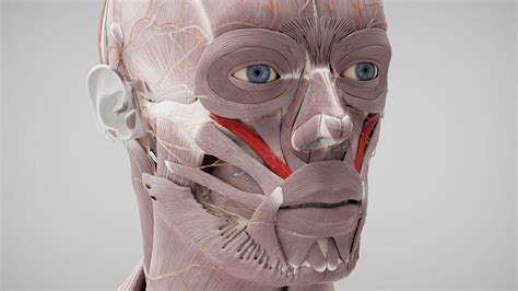 Zygomaticus Major Muscle